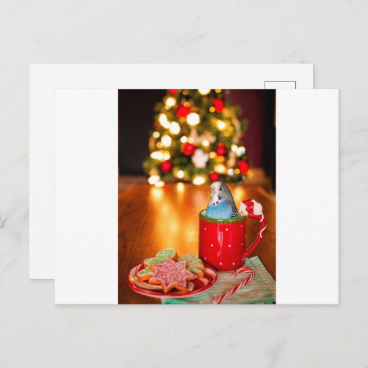 Paraket kerst briefkaart (Voorkant / Achterkant)