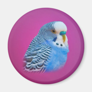 Paraket Magnet