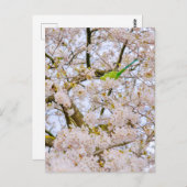 Paraket op St James's Park London Briefkaart Veren (Voorkant / Achterkant)