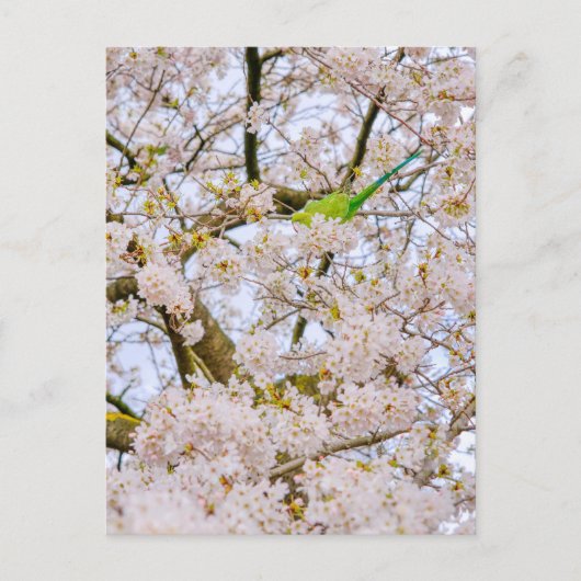 Paraket op St James's Park London Briefkaart Veren (Voorkant)