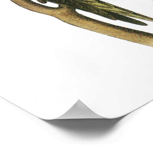 Paraket van John Audubon - Poster Print (Hoek)