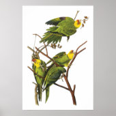 Paraket van John Audubon - Poster Print (Voorkant)