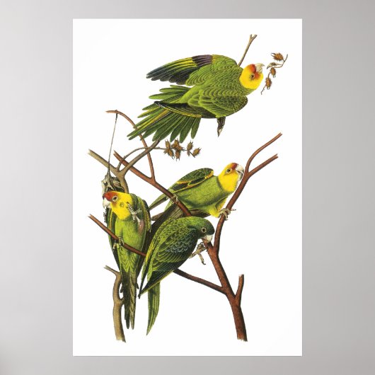 Paraket van John Audubon - Poster Print (Voorkant)