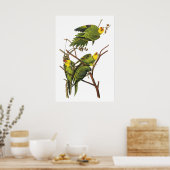 Paraket van John Audubon - Poster Print (Keuken)