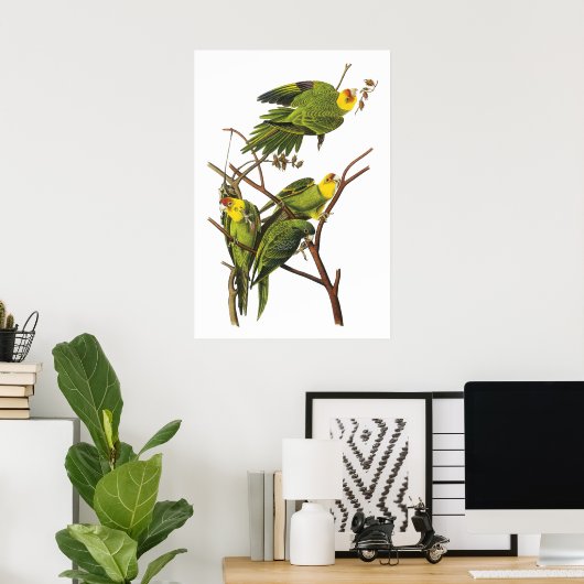 Paraket van John Audubon - Poster Print (Thuiskantoor)