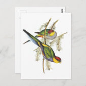 Paraket - vogelkunst briefkaart (Voorkant / Achterkant)