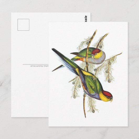 Paraket -  vogelkunst briefkaart (Voorkant / Achterkant)