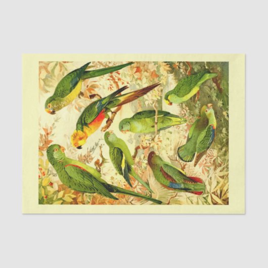 Paraketten, ontkoppeling tissuepapier (Voorkant)