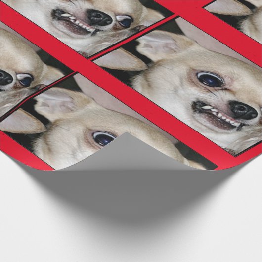 Paranoid Chihuahua vat uw hoge angst in Cadeaupapier (Hoek)