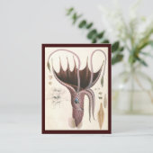 Paraplu inktvis,  zeedieren (Staand voorkant)