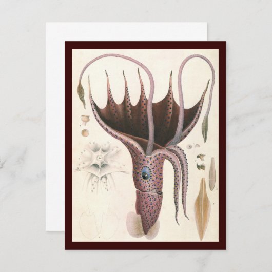 Paraplu inktvis,  zeedieren (Voorkant / Achterkant)