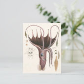 Paraplu inktvis,  zeedieren briefkaart (Staand voorkant)