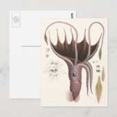 Paraplu inktvis,  zeedieren briefkaart (Voorkant / Achterkant)