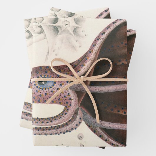 Paraplu inktvis,  zeedieren inpakpapier vel (In situ)