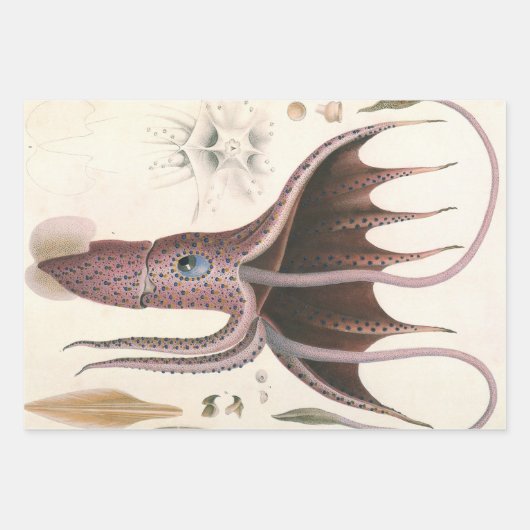 Paraplu inktvis,  zeedieren inpakpapier vel (Voorkant)