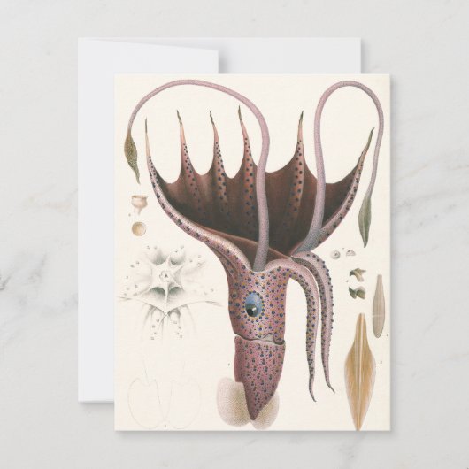 Paraplu inktvis,  zeedieren kaart (Voorkant)