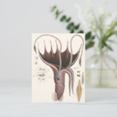 Paraplu inktvis,  zeedieren kaart (Staand voorkant)