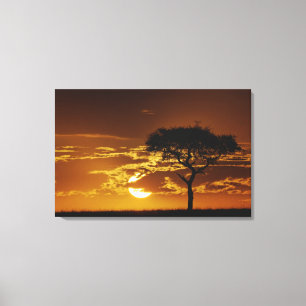 Parapluidoorn Acacia, Acacia tortilis, Canvas Afdruk