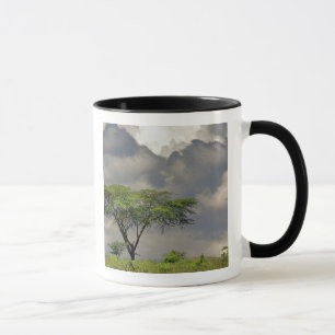 Parapluidoorn Acacia, Acacia tortilis, en 2 Mok