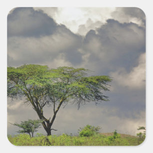 Parapluidoorn Acacia, Acacia tortilis, en 2 Vierkante Sticker