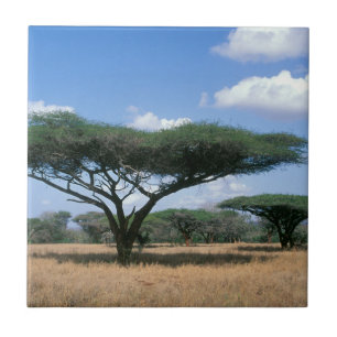 Parapluidoorn Acacia (Acacia tortilis), Mkuze Tegeltje