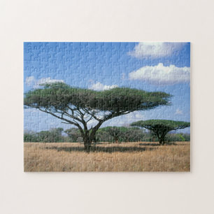 Parapluisdoring Acacia (Acacia tortilis), Mkuze Legpuzzel