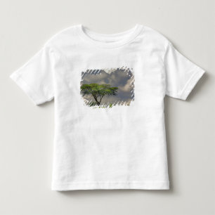 Parapluurdoorn Acacia, Acacia tortilis, en 2 Kinder Shirts
