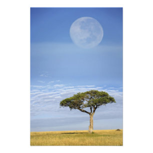 Parapluurdoorn Acacia, Acacia tortilis, en Foto Afdruk