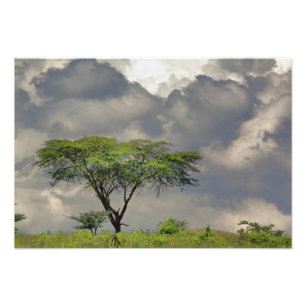 Parapluurdoorn Acacia, Acacia tortilis, en Foto Afdruk