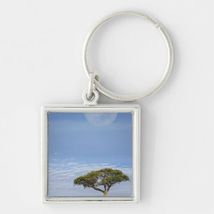 Parapluurdoorn Acacia, Acacia tortilis, en Sleutelhanger