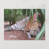 Parasaurolophus - Dinosaur - Briefkaart (Voorkant)