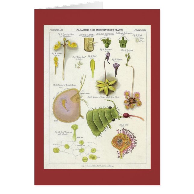 Parasitaire en carnivoren Planten (Voorkant)