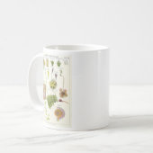 Parasitaire en carnivoren Planten Koffiemok (Voorkant links)