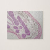 Parasitaire nematode worm (Ascaris sp.) Legpuzzel (Horizontaal)