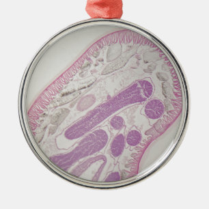 Parasitaire nematode worm (Ascaris sp.) Metalen Ornament