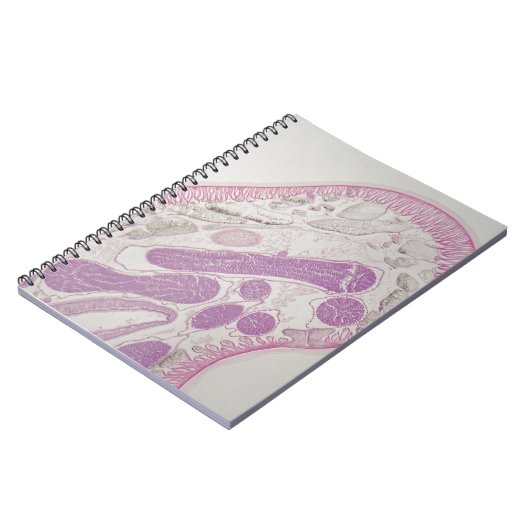 Parasitaire nematode worm (Ascaris sp.) Notitieboek (Linkerzijde)