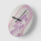 Parasitaire nematode worm (Ascaris sp.) Ronde Klok (Hoek)