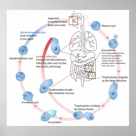 Parasitisch protozoan Entamoeba Histolytica Diagra Poster (Voorkant)