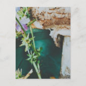 Parasol mushroom, Swedish Archipelago, Sweden Briefkaart (Voorkant)