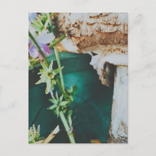 Parasol mushroom, Swedish Archipelago, Sweden Briefkaart (Voorkant)