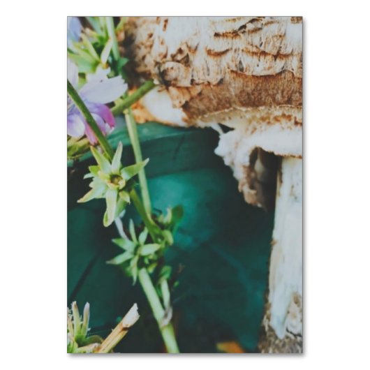 Parasol mushroom, Swedish Archipelago, Sweden Kaart (Voorkant)