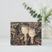 Parasolpaddenstoelen Briefkaart (Staand voorkant)