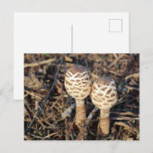 Parasolpaddenstoelen Briefkaart (Voorkant / Achterkant)