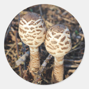 Parasolpaddenstoelen Ronde Sticker