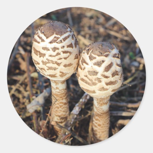 Parasolpaddenstoelen Ronde Sticker (Voorkant)