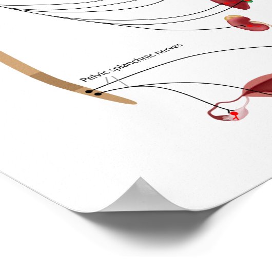 Parasympathway van het ANS-Poster Poster (Hoek)