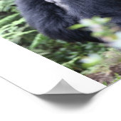 Parc National des Volcans, Hirwa Group Poster (Hoek)