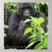 Parc National des Volcans, Kwitonda G.. Poster (Voorkant)