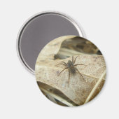 Pardosa op Oak Leaf Magnet (Voorkant / Achterkant)