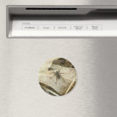 Pardosa op Oak Leaf Magnet (Insitu (Vaatwasser))